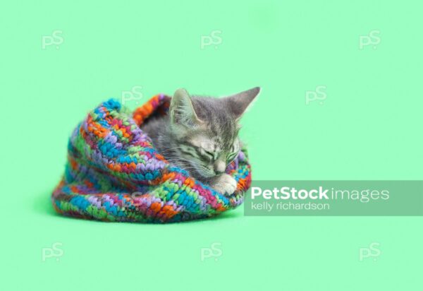 Tabby kitten Inside colorful green striped snow hat, green background.