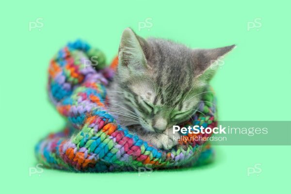 Tabby kitten Inside colorful green striped snow hat, green background.