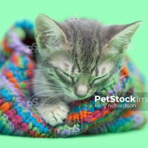 Tabby kitten Inside colorful green striped snow hat, green background. sleeping