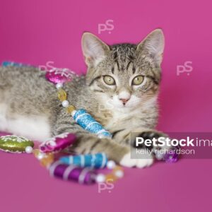 Royalty Free Stock Photo of a gray tabby kitten playing with peppermint garland tree decoration, pink background.