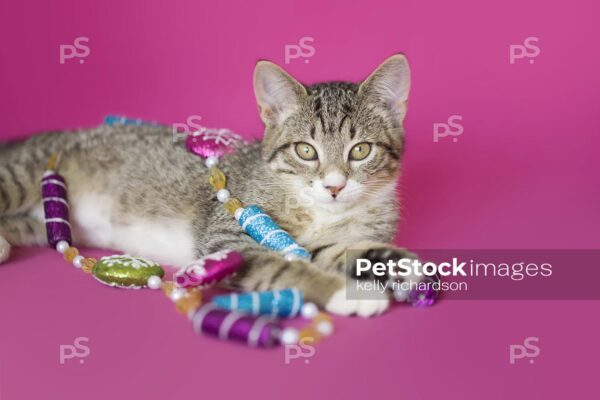 Royalty Free Stock Photo of a gray tabby kitten playing with peppermint garland tree decoration, pink background.