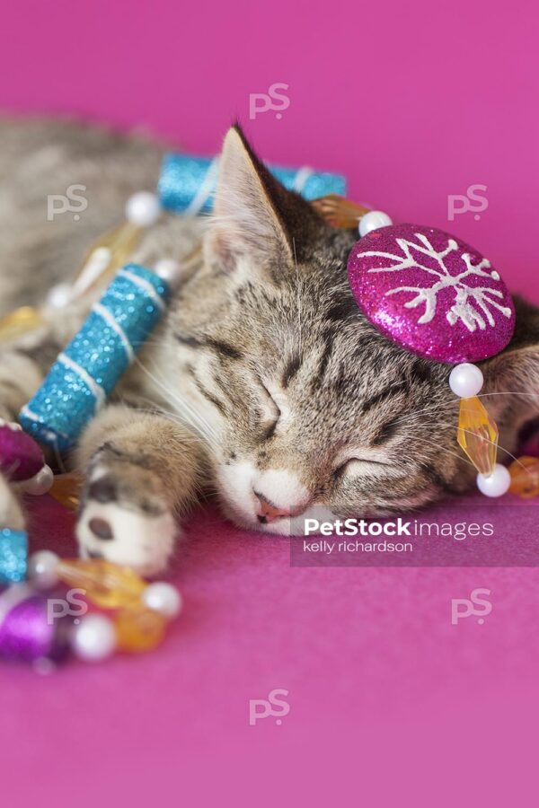 Vertical Crop Royalty Free Stock Photo of a gray tabby kitten sleeping, tangled up in Christmas peppermint garland tree decoration, pink background.