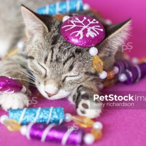 gray tabby kitten playing with peppermint garland tree decoration, pink background.