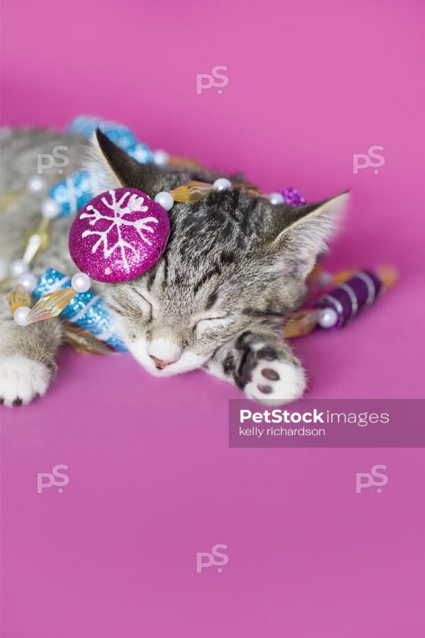 Vertical Crop Royalty Free Stock Photo of a gray tabby kitten sleeping, tangled up in Christmas peppermint garland tree decoration, pink background.