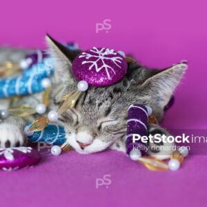 Royalty Free Stock Photo of a gray tabby kitten sleeping, tangled with peppermint garland tree decoration, pink background.