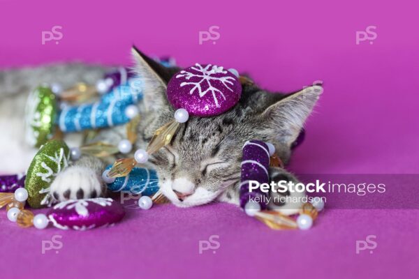 Royalty Free Stock Photo of a gray tabby kitten sleeping, tangled with peppermint garland tree decoration, pink background.