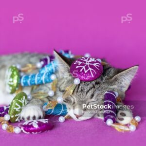 Vertical Crop Royalty Free Stock Photo of a gray tabby kitten sleeping, tangled up in Christmas peppermint garland tree decoration, pink background.