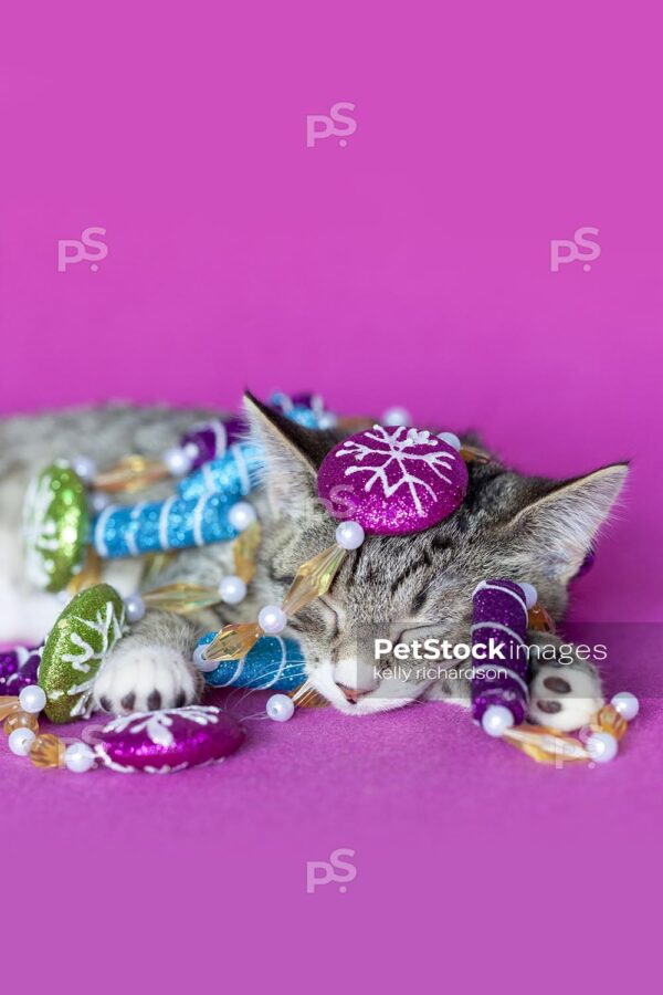 Vertical Crop Royalty Free Stock Photo of a gray tabby kitten sleeping, tangled up in Christmas peppermint garland tree decoration, pink background.