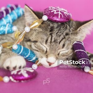 Royalty Free Stock Photo of a gray tabby kitten sleeping, tangled up in Christmas peppermint garland tree decoration, pink background.