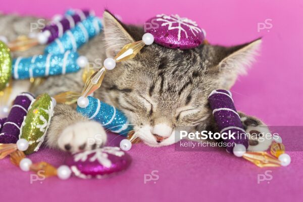 Royalty Free Stock Photo of a gray tabby kitten sleeping, tangled up in Christmas peppermint garland tree decoration, pink background.