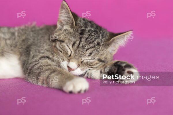 Royalty Free Stock Photo of a gray tabby kitten asleep, pink background.