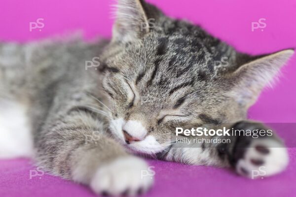 Royalty Free Stock Photo of a gray tabby kitten asleep, pink background.