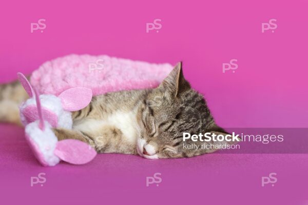 Royalty Free Stock Photo of a brown tabby kitten sleeping, wearing bath spa slippers and a pink hair band, pink background.