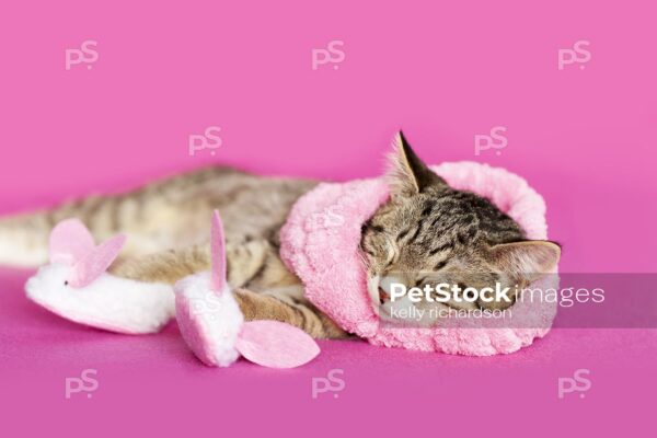 Royalty Free Stock Photo of a brown tabby kitten sleeping, wearing bath spa slippers and a pink hair band, pink background.