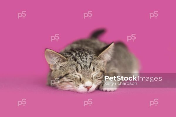 Royalty Free Stock Photo of a gray tabby kitten asleep, pink background.