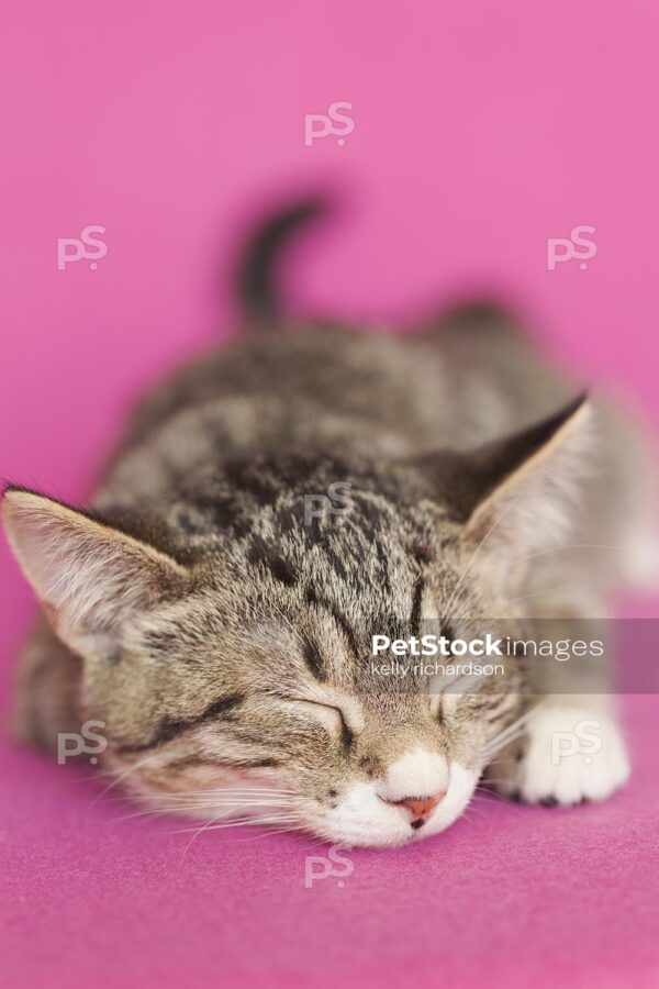 Vertical Crop Royalty Free Stock Photo of a gray tabby kitten asleep, pink background.