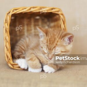 orange tabby kitten with white paws laying inside and sleeping inside a brown wicker basket, brown burlap background.