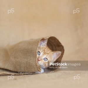 6 week old orange striped tabby rescue kitten playing inside natural burlap.