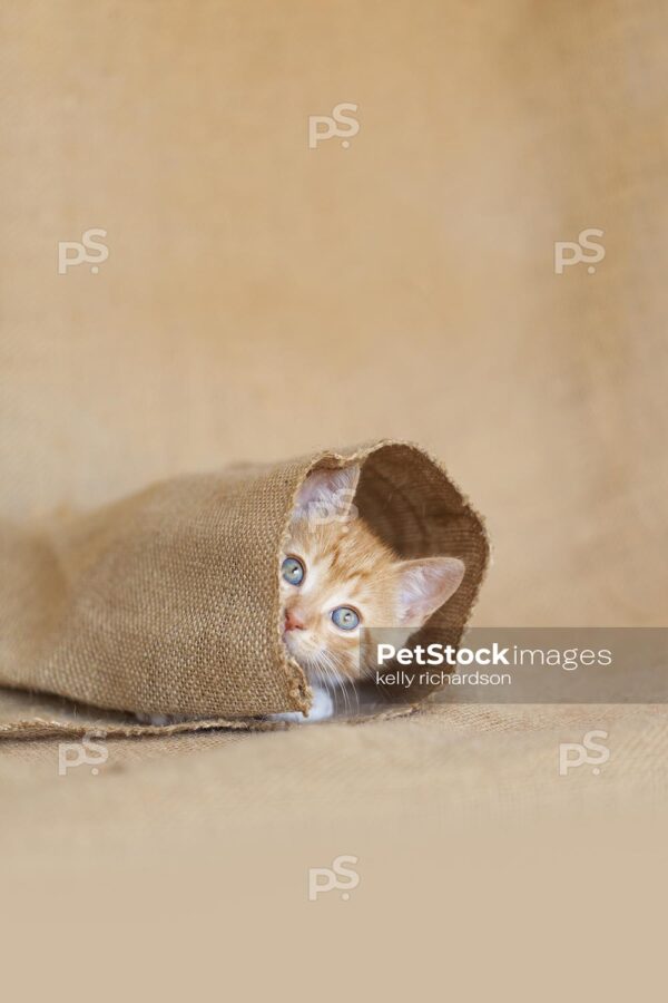 6 week old orange striped tabby rescue kitten playing inside natural burlap.