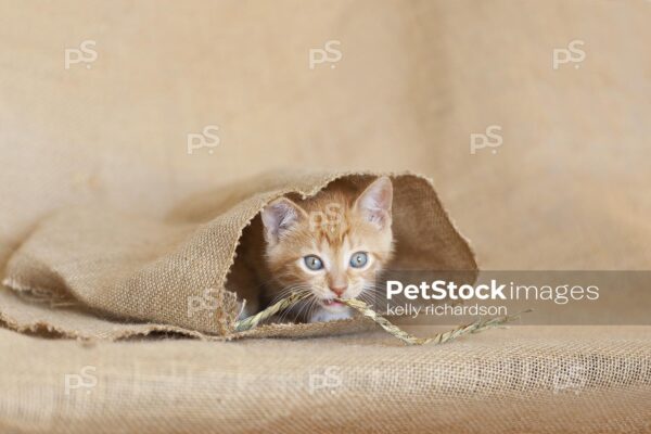 6 week old orange striped tabby rescue kitten playing inside natural burlap.