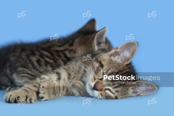 Two Tabby rescue kittens sleeping on blue blanket