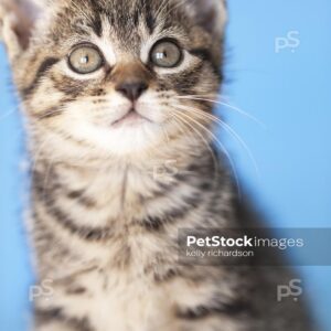 Tabby rescue kitten on blue blanket