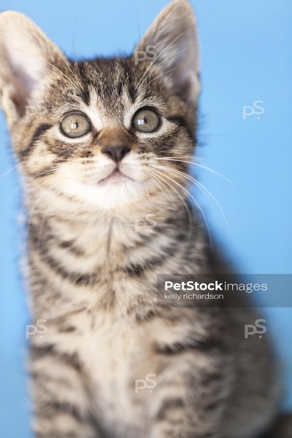 Tabby rescue kitten on blue blanket