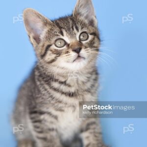 Hemingway Tabby rescue kitten Blue background.