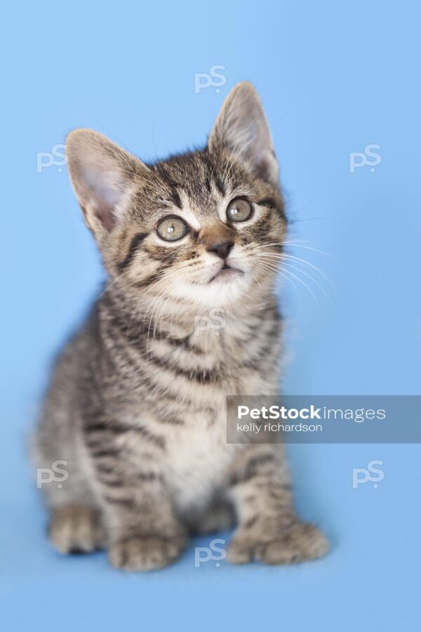 Hemingway Tabby rescue kitten Blue background.