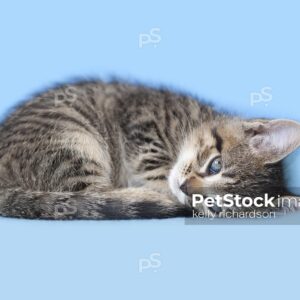 Tabby rescue kitten sleeping on blue blanket