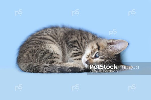 Tabby rescue kitten sleeping on blue blanket