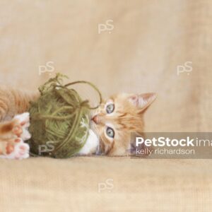 orange kitten playing with green ball of yarn