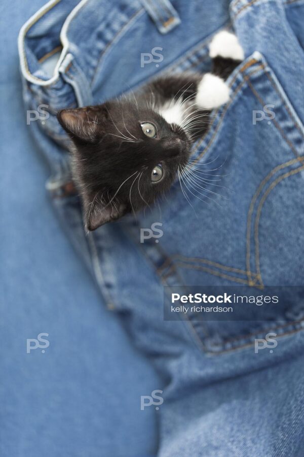 Black kitten playing inside Denim blue Jeans pocket, blue background.