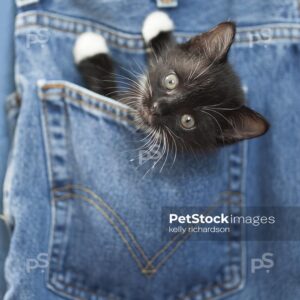 Black kitten playing inside Denim Jeans.