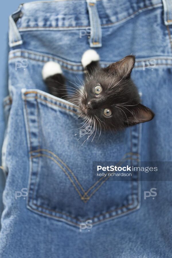 Black kitten playing inside Denim Jeans.