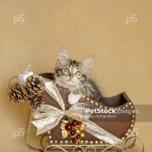 oyalty Free Stock Photo of a tabby kitten playing in brown leather Christmas holiday sleigh, natural burlap, tan background,