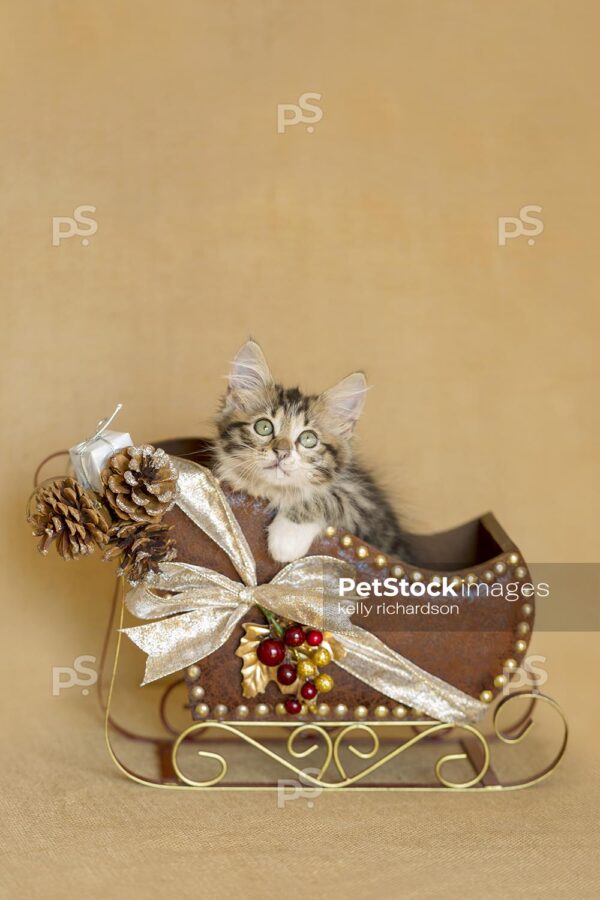 oyalty Free Stock Photo of a tabby kitten playing in brown leather Christmas holiday sleigh, natural burlap, tan background,