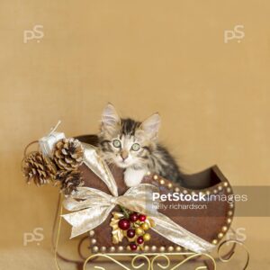 oyalty Free Stock Photo of a tabby kitten playing in brown leather Christmas holiday sleigh, natural burlap, tan background,