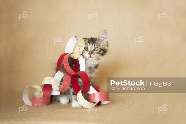 Royalty Free Stock Photo of a brown tabby kitten playing with red and gold holiday garland paper chain made from scrapbook paper. burlap background, natural colors.