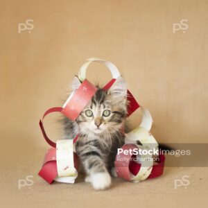 Royalty Free Stock Photo of a brown tabby kitten playing with red and gold holiday garland paper chain made from scrapbook paper. burlap background, natural colors.