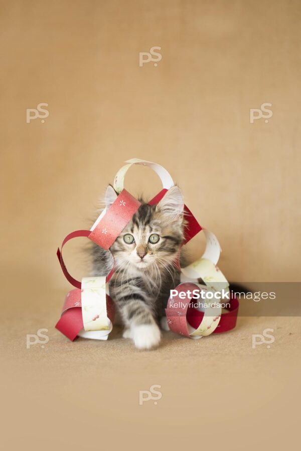 Royalty Free Stock Photo of a brown tabby kitten playing with red and gold holiday garland paper chain made from scrapbook paper. burlap background, natural colors.