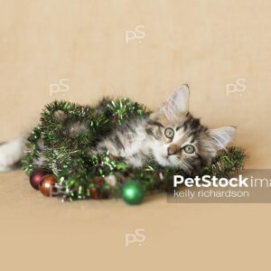 Tabby kitten playing with green garland with ornaments on burlap background.