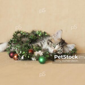 Tabby kitten playing with green garland with ornaments on burlap background.