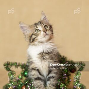 Tabby kitten playing with green garland with ornaments on burlap background.