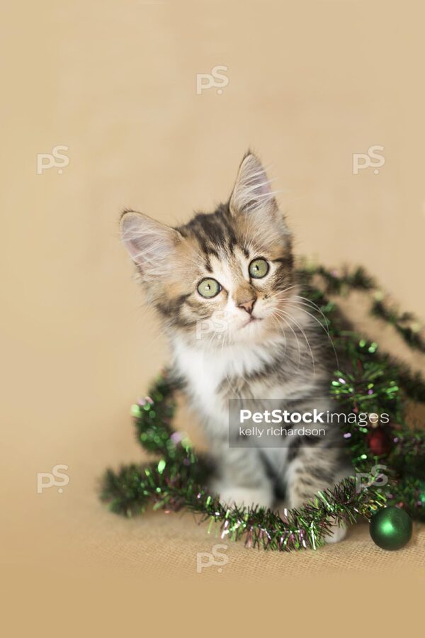 Tabby kitten playing with green garland with ornaments on burlap background.