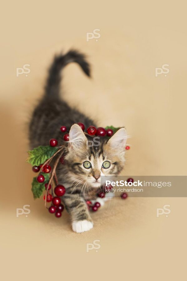 Brown tabby kitten wearing a cranberry wreath necklace on a burlap background. neutral colors