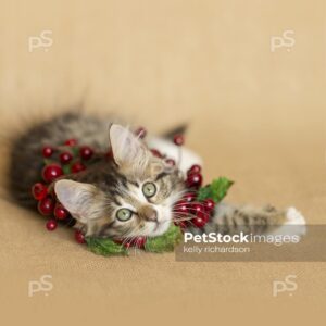 Brown tabby kitten wearing a cranberry wreath necklace on a burlap background. neutral colors