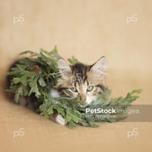 brown tabby kitten wearing green christmas tree wreath as necklace, burlap background, neutral colors.