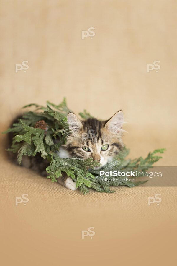 brown tabby kitten wearing green christmas tree wreath as necklace, burlap background, neutral colors.