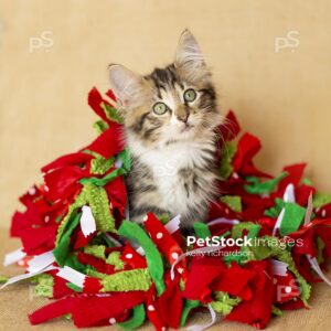 brown tabby kitten inside a bunch of soft material green and red garland wrap for a tree.